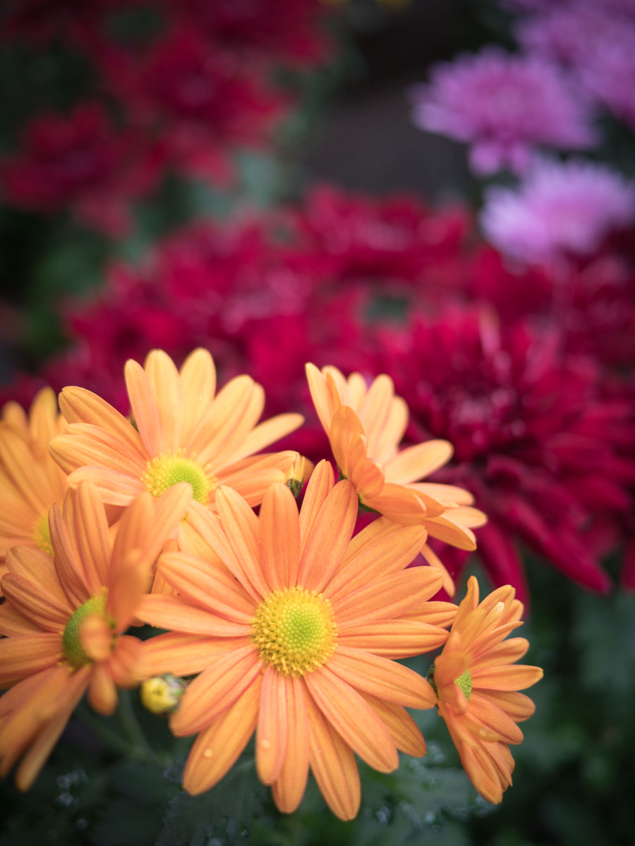 弘前城（弘前公園）の菊の花　撮影：DMC-GX8 + LEICA DG 12-60mm
