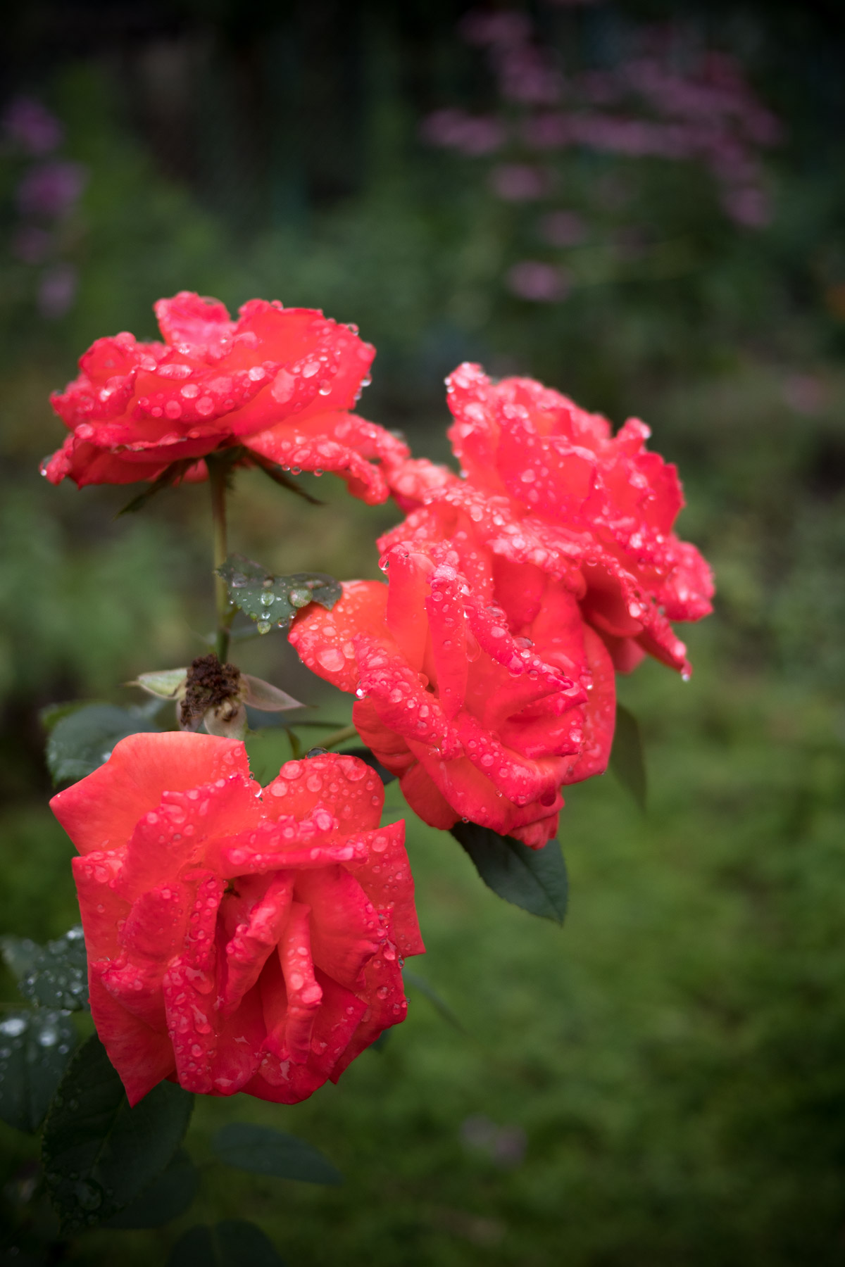 雨上がりび深緑の上に艶めかしく浮かぶ、滴る真紅の薔薇の花