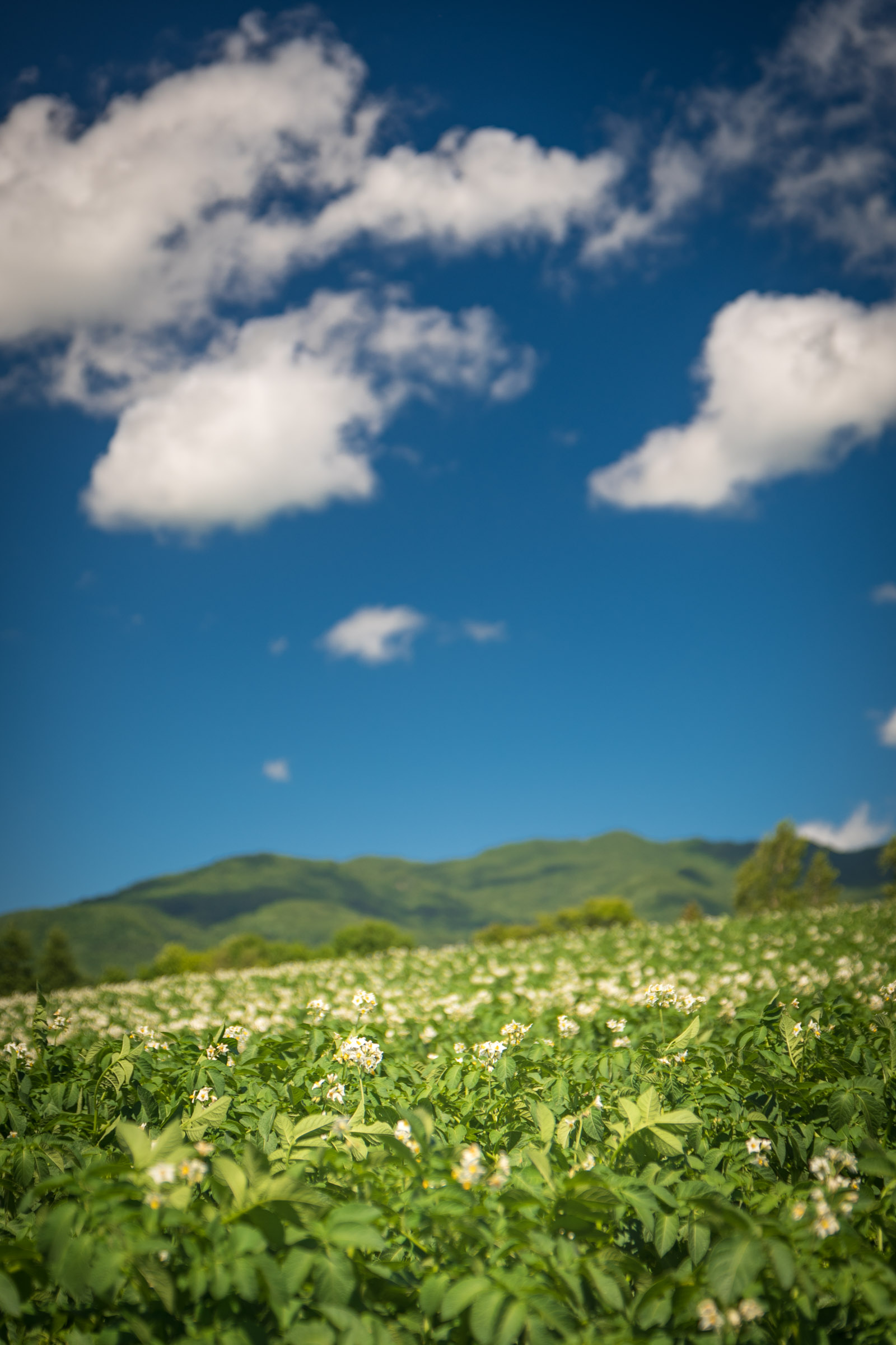 函館市亀田中野町　咲き誇るジャガイモの花と青空と白い雲　撮影：NIKON D500 + TOKINA 16-50mm