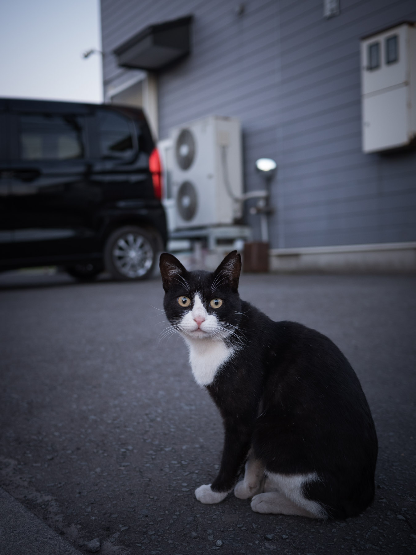 「元宝」の駐車場に座り、こちらを見つめる白ブチの黒猫