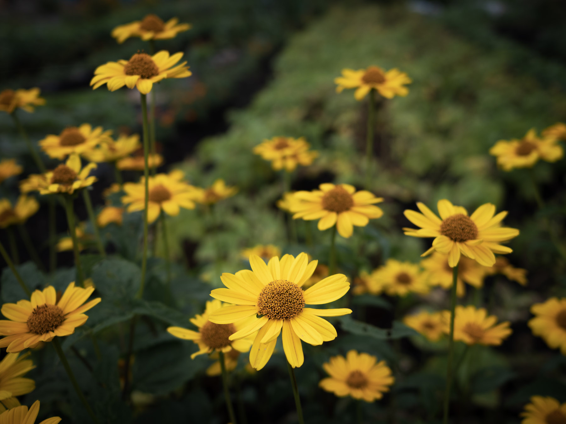 名を知らぬ黄色い花たち