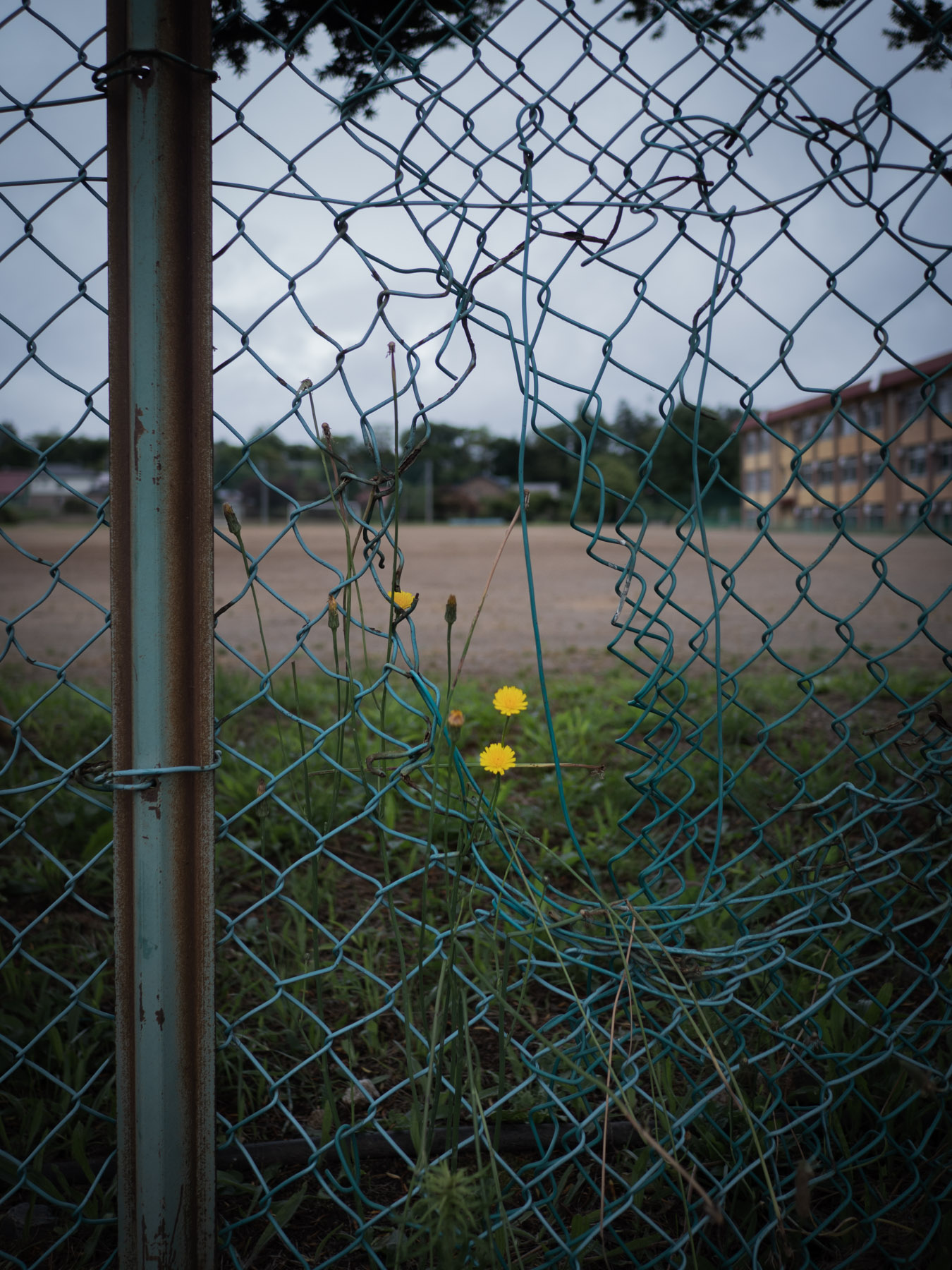 赤川中学校の金網フェンスと小さな黄色い花