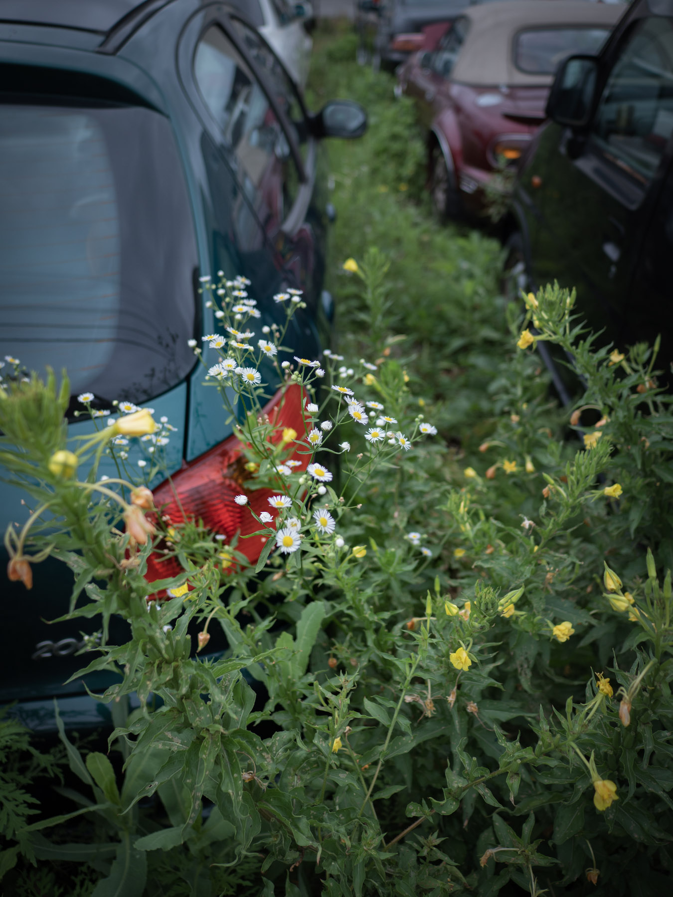 廃車と廃車の間に生い茂る雑草と白い花
