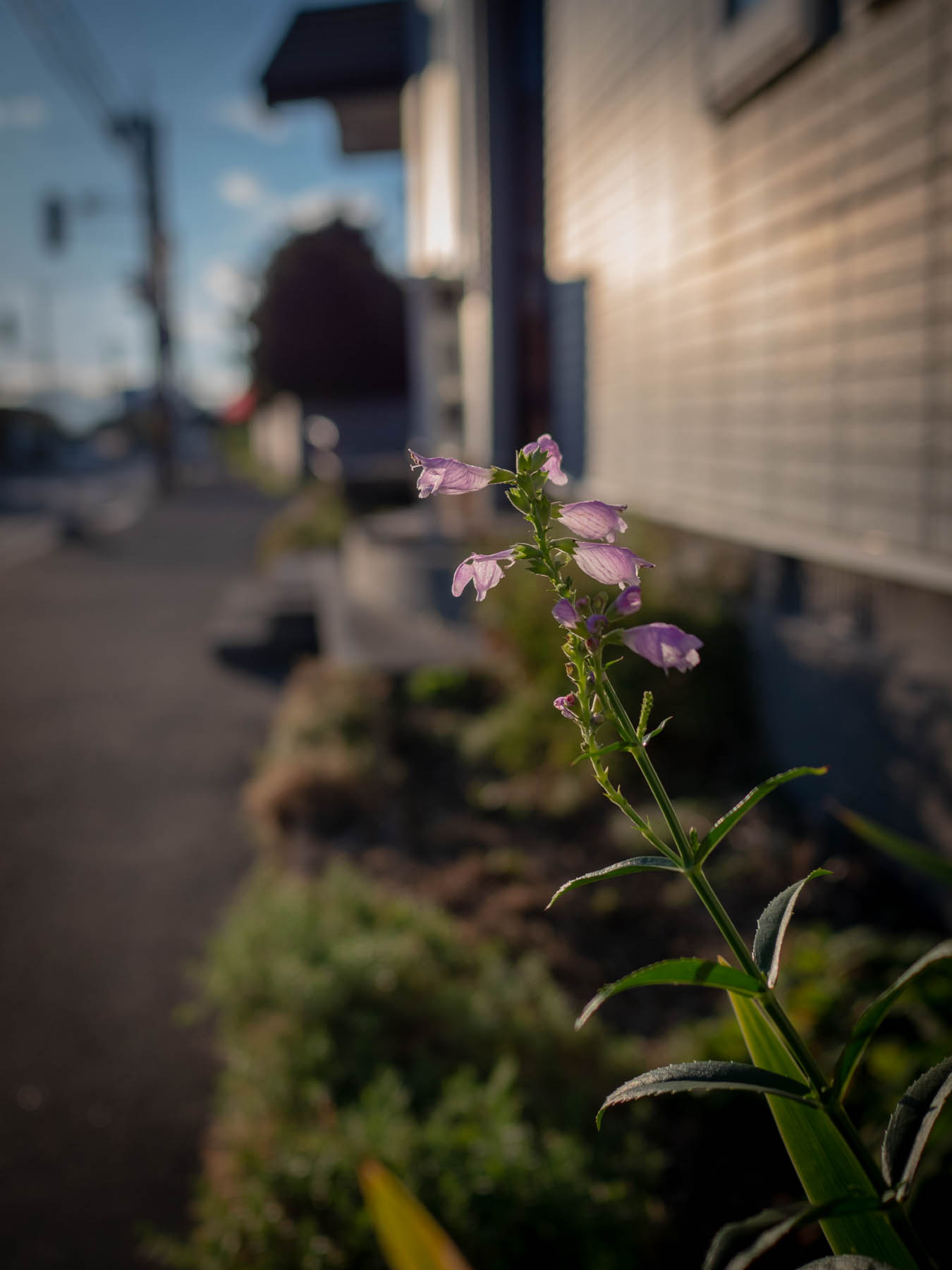 残照に透けて輝く路傍の小さな花