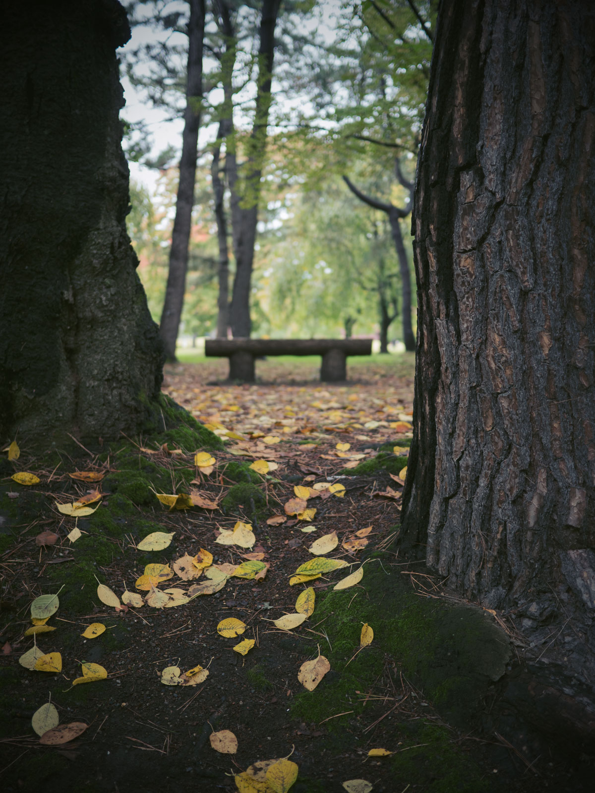 弘前公園　落ち葉の絨毯に佇むベンチ